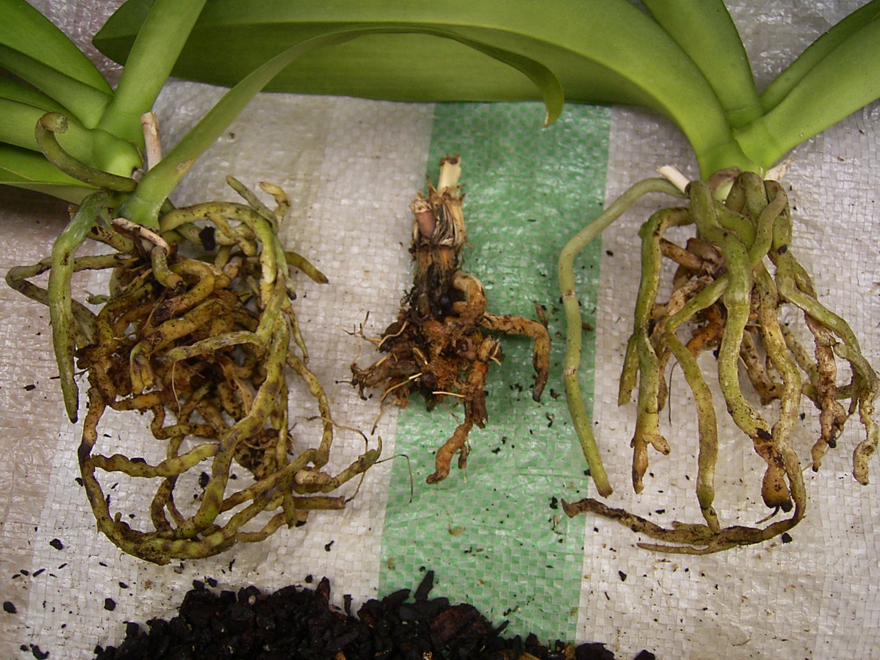 胡蝶蘭の植替え 見沼散人 の身の丈生活