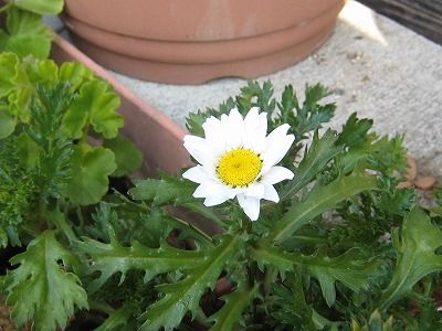 �ӡ����Τ����� 008