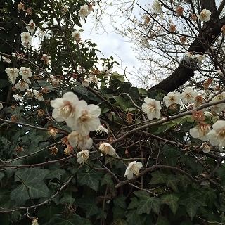 写真 2 (2)