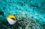 海の中の魚たち