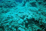 アオウミガメ1