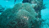 カクレクマノミ