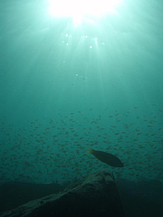 太陽と、小さい魚たちと、大きいの