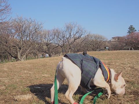ume2.jpg