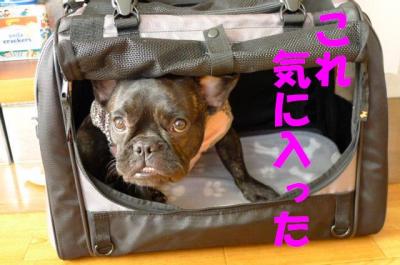 carry11.jpg