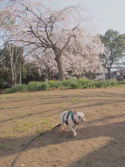 sakura7_20130323184043.jpg