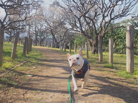 ume1_20140222103549c2a.jpg