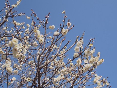 ume4_20140222103553fdc.jpg