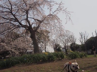 sakura10_20130323184047.jpg