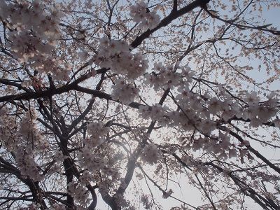 sakura9_20130323184046.jpg