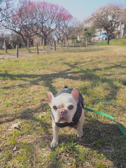 ume3_20140222103551284.jpg