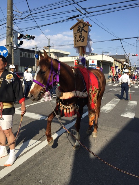 古知野まつりイケメン馬