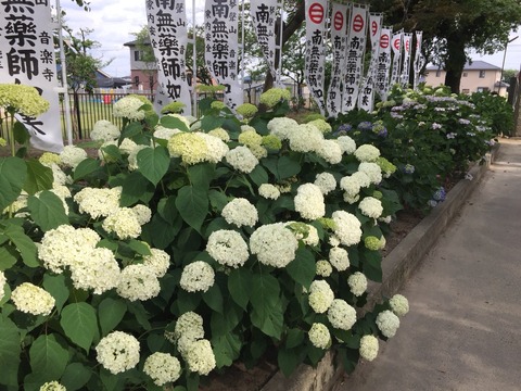 「あじさい祭り」音楽寺