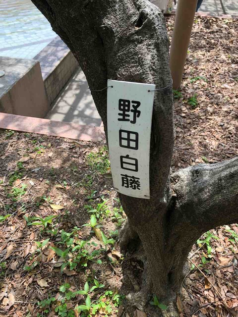 『こうなん藤まつり』野田白藤