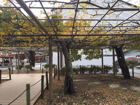 曼陀羅寺2017