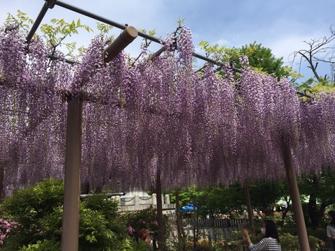 江南藤まつり