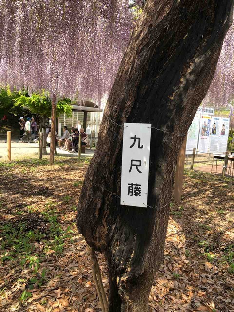 『こうなん藤まつり』九尺藤