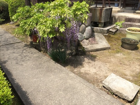 江南藤まつり慈光院