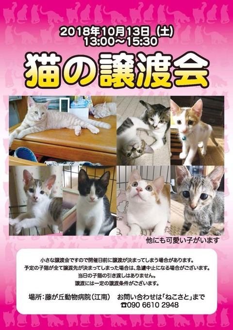 「猫の譲渡会」10/13(土)藤ヶ丘動物クリニック