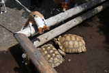 シャボテン公園11