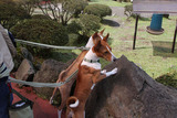 シャボテン公園2