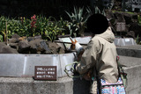 シャボテン公園24