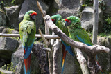 シャボテン公園6