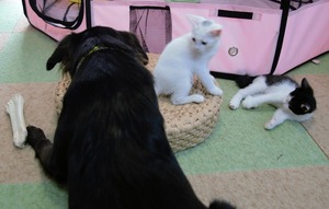 DSC_7958 (2)