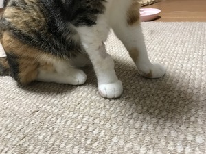 IMG_4220