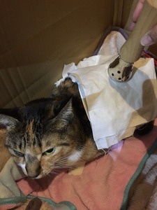 20151020_133358876_iOS