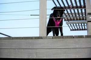 DSC_2326 (2)