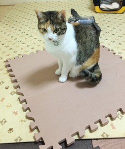 20150320_110327017_iOS