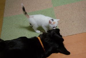 DSC_7701 (2)