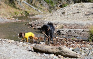 DSC_8684 (2)