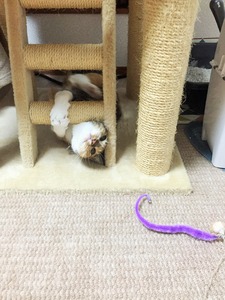 20150424_161525259_iOS