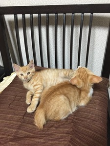 20150824_145607193_iOS