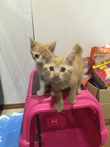 20150819_131420087_iOS