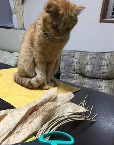 20160123_065522593_iOS