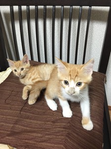20150824_145610909_iOS