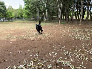 IMG_6468