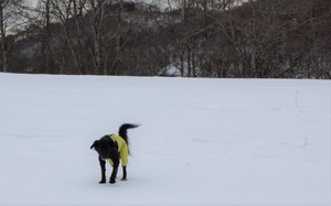 DSC_2251 (2)