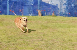 DSC_2369 (2)
