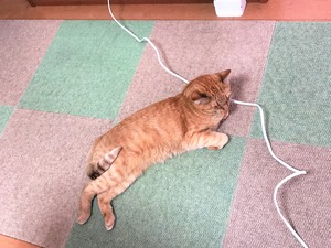 IMG_3558