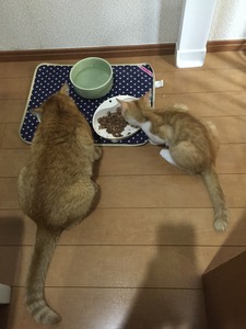 20150928_102239849_iOS