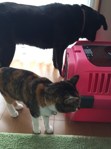 20150331_051837088_iOS
