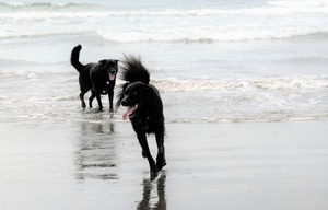 DSC_0816 (3)