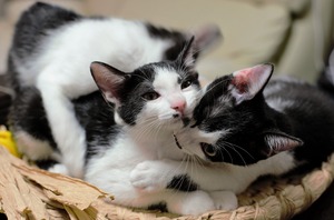 DSC_8512 (2)