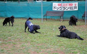 DSC_8937 (2)