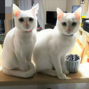 BlogPaint