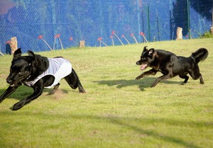 DSC_2449 (2)